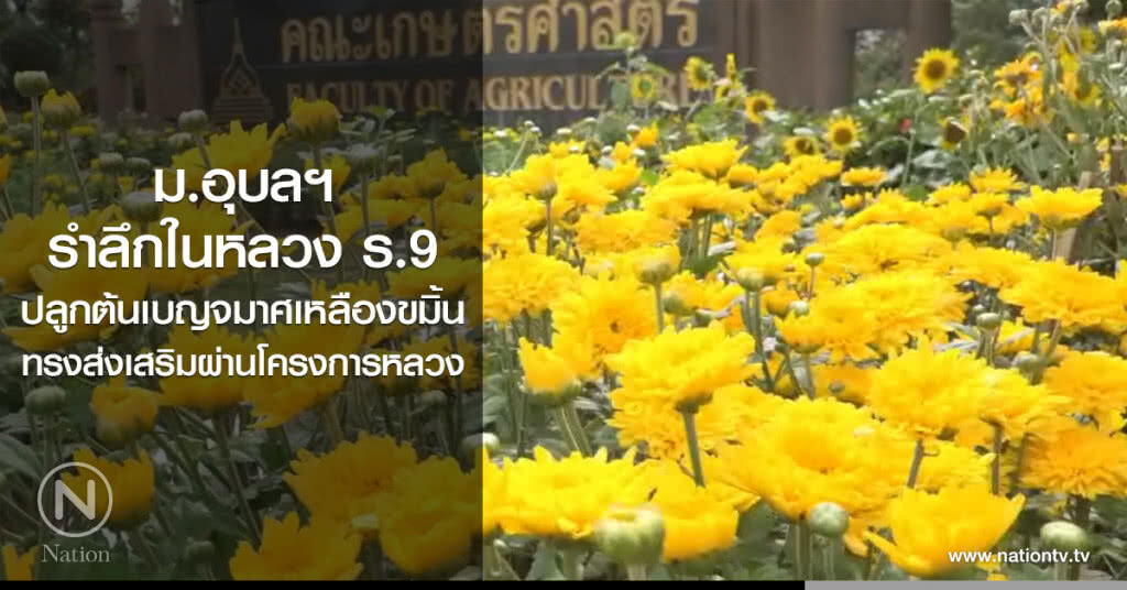 ม.อุบลฯ รำลึกในหลวง ร.9
ปลูกต้นเบญจมาศเหลืองขมิ้น
ทรงส่งเสริมผ่านโครงการหลวง