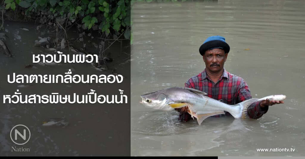 ชาวบ้านผวา
ปลาตายเกลื่อนคลอง
หวั่นสารพิษปนเปื้อนน้ำ