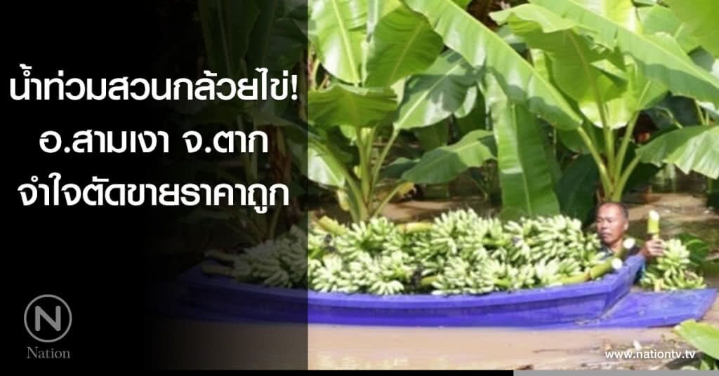 น้ำท่วมสวนกล้วยไข่! จำใจตัดขายราคาถูก น้ำท่วมสวนกล้วยไข่! จำใจตัดขายราคาถูก