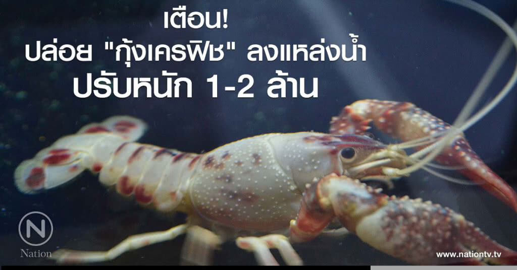 เตือน...ปล่อย "กุ้งเครฟิช" ลงแหล่งน้ำปรับหนัก 1-2 ล้าน เตือน...ปล่อย "กุ้งเครฟิช" ลงแหล่งน้ำปรับหนัก 1-2 ล้าน