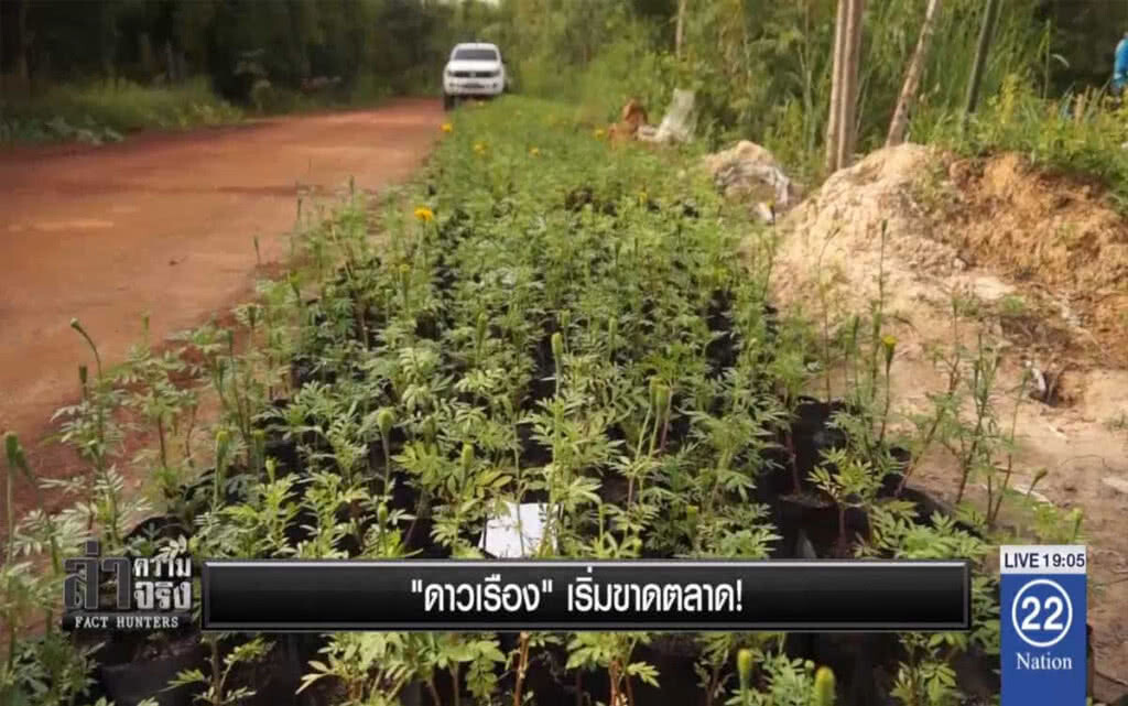 "ดาวเรือง" เริ่มขาดตลาด!