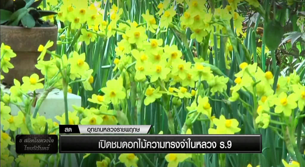 ธ สถิตในดวงใจไทยนิรันดร์ ธ สถิตในดวงใจไทยนิรันดร์