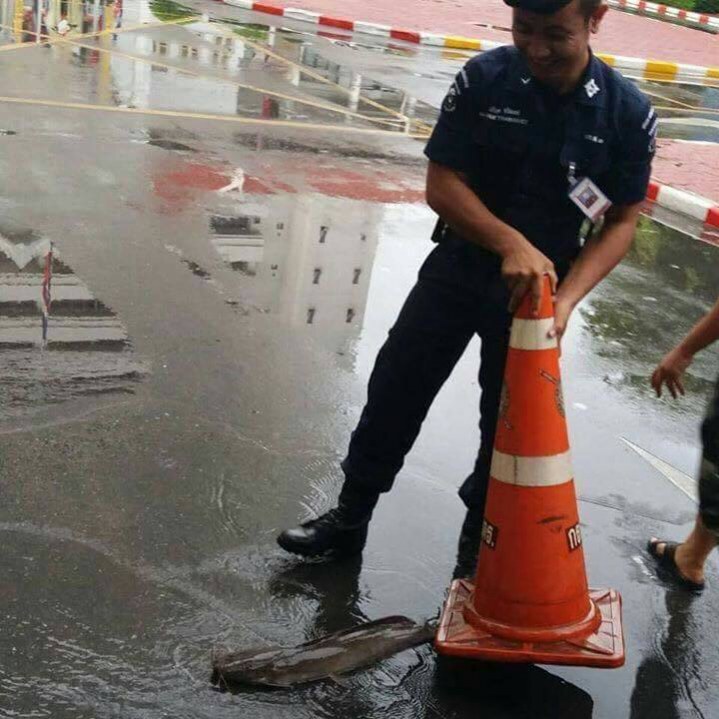 ฝนถล่มกรุง ปลาดุกออกมาให้ตร.จับกลางถนน
