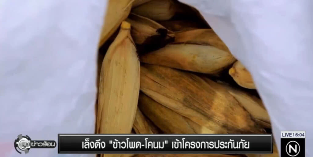 ธ.ก.ส.เตรียมดึง ข้าวโพดและโคนม เข้าโครงการประกันภัย ธ.ก.ส.เตรียมดึง ข้าวโพดและโคนม เข้าโครงการประกันภัย