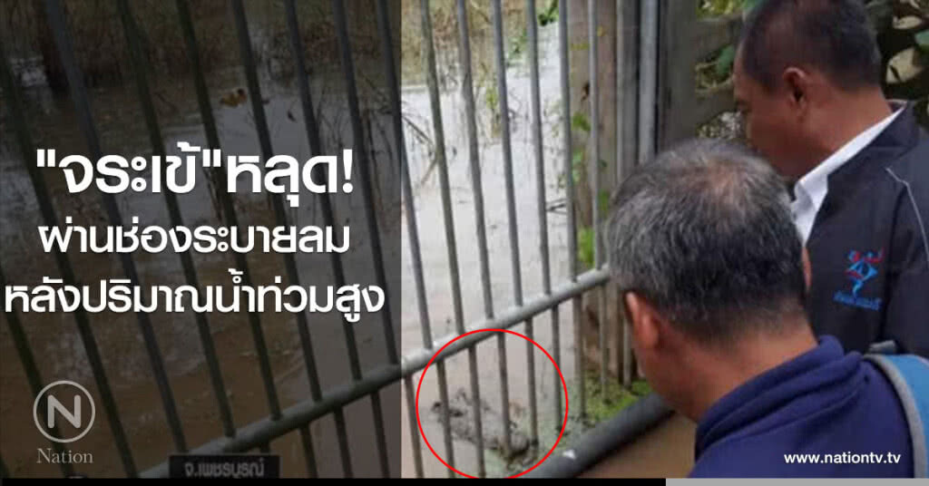 จระเข้หลุดผ่านช่องระบายลม หลังปริมาณน้ำท่วมสูง