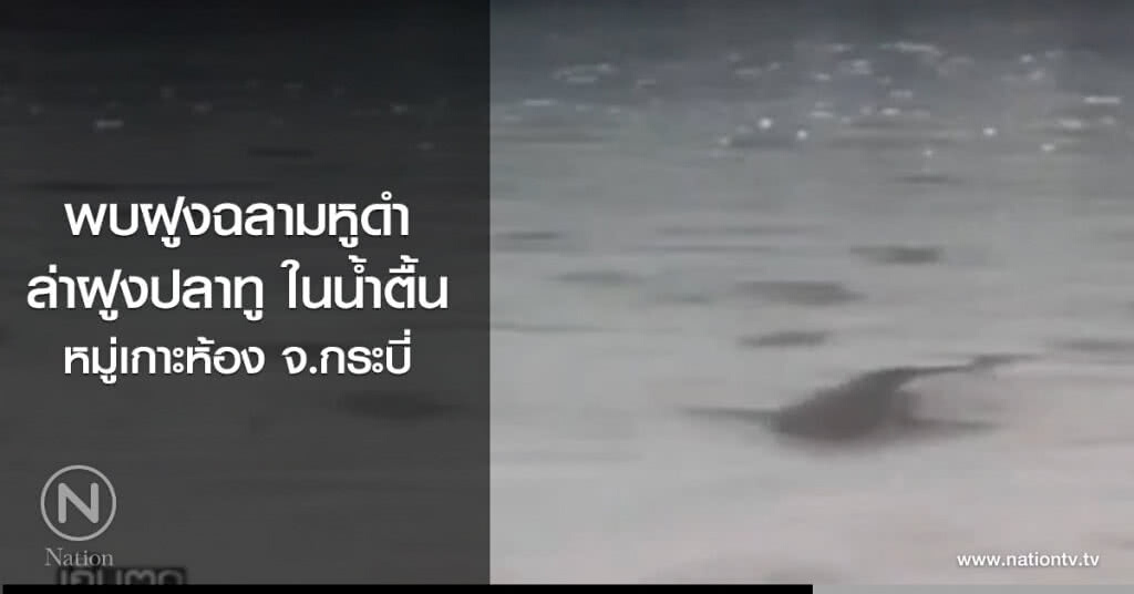 ฝูงฉลามหูดำล่าฝูงปลาทู ในน้ำตื้น ฝูงฉลามหูดำล่าฝูงปลาทู ในน้ำตื้น