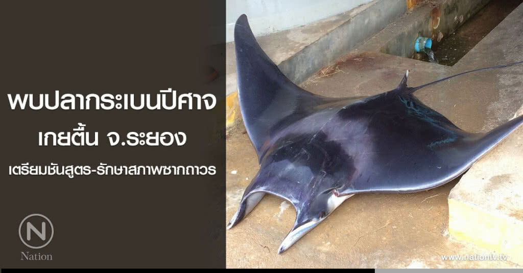 พบปลากระเบนปีศาจ
เกยตื้น จ.ระยอง พบปลากระเบนปีศาจ
เกยตื้น จ.ระยอง