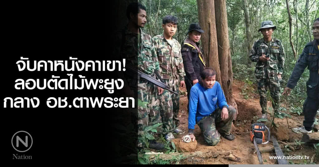 จับคาหนังคาเขา!
ลอบตัดไม้พะยูง
กลาง อช.ตาพระยา จับคาหนังคาเขา!
ลอบตัดไม้พะยูง
กลาง อช.ตาพระยา