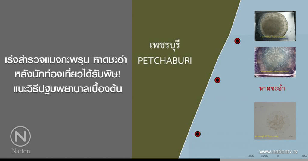 เร่งสำรวจแมงกะพรุน หาดชะอำ 
หลังนักท่องเที่ยวได้รับพิษ!
แนะวิธีปฐมพยาบาลเบื้องต้น