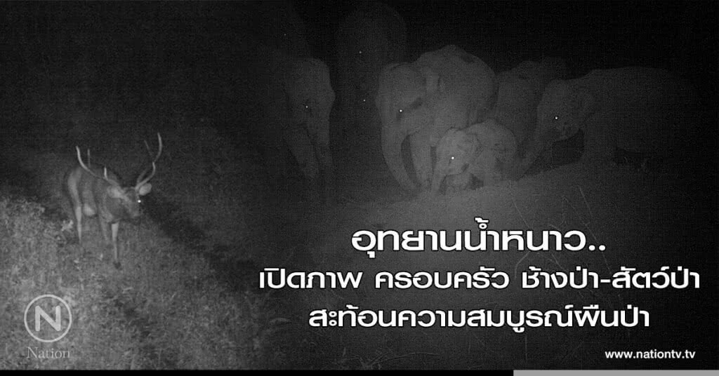 อุทยานน้ำหนาว..เปิดภาพ
ครอบครัว ช้างป่า-สัตว์ป่า 
สะท้อนความสมบูรณ์ผืนป่า