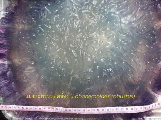 เร่งสำรวจแมงกะพรุน หาดชะอำ 
หลังนักท่องเที่ยวได้รับพิษ!
แนะวิธีปฐมพยาบาลเบื้องต้น