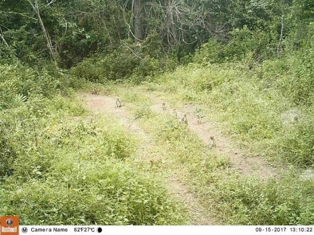 อุทยานน้ำหนาว..เปิดภาพ
ครอบครัว ช้างป่า-สัตว์ป่า 
สะท้อนความสมบูรณ์ผืนป่า