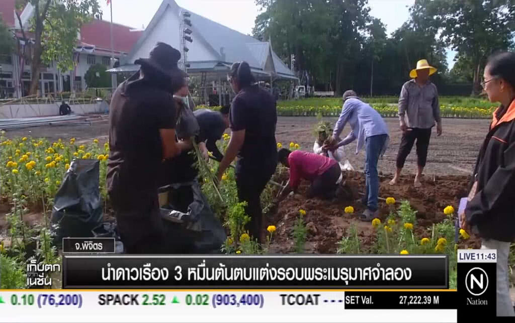 นำดาวเรือง 3 หมื่นต้นตกแต่งรอบพระเมรุมาศจำลอง นำดาวเรือง 3 หมื่นต้นตกแต่งรอบพระเมรุมาศจำลอง