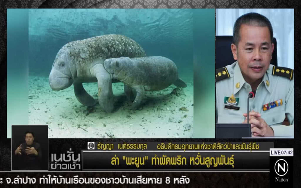ล่า "พะยูน" ทำผัดพริก หวั่นสูญพันธุ์ ล่า "พะยูน" ทำผัดพริก หวั่นสูญพันธุ์