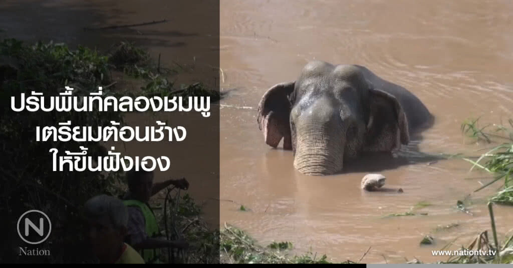 ปรับพื้นที่คลองชมพู
เตรียมต้อนช้างให้ขึ้นฝั่งเอง ปรับพื้นที่คลองชมพู
เตรียมต้อนช้างให้ขึ้นฝั่งเอง