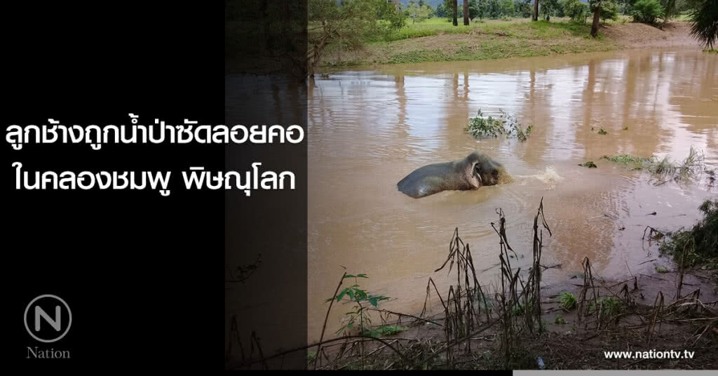 ลูกช้างถูกน้ำป่าซัดลอยคออยู่ในคลองชมพู พิษณุโลก ลูกช้างถูกน้ำป่าซัดลอยคออยู่ในคลองชมพู พิษณุโลก