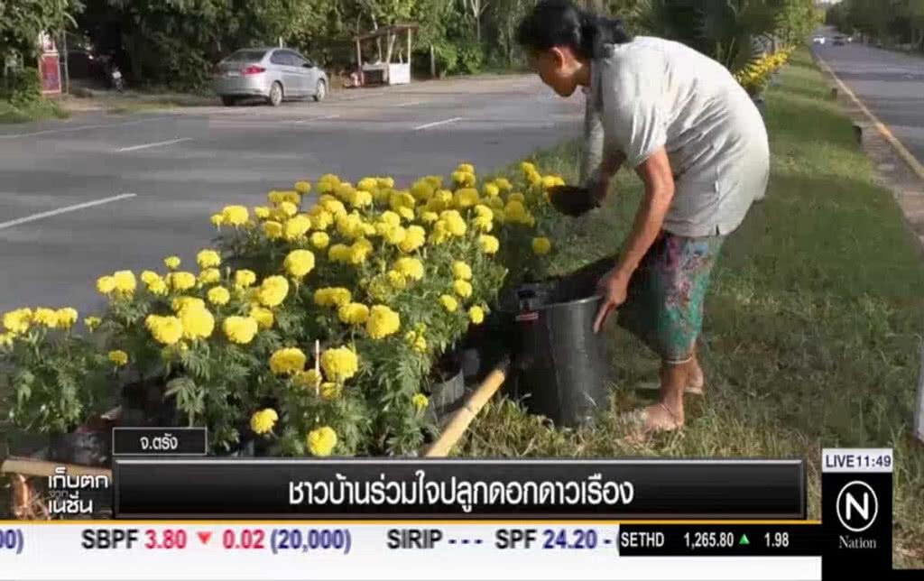 ชาวบ้านร่วมใจปลูกดอกดาวเรือง ชาวบ้านร่วมใจปลูกดอกดาวเรือง