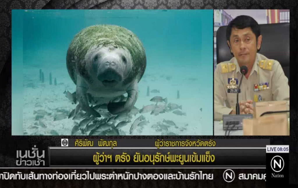 ผู้ว่าฯ ตรัง ยันอนุรักษ์พะยูนเข้มแข็ง