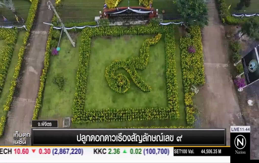 ปลูกดอกดาวเรืองสัญลักษณ์เลข ๙ ปลูกดอกดาวเรืองสัญลักษณ์เลข ๙