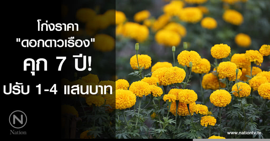 โก่งราคา "ดอกดาวเรือง" คุก 7 ปี ปรับ 1-4 แสนบาท