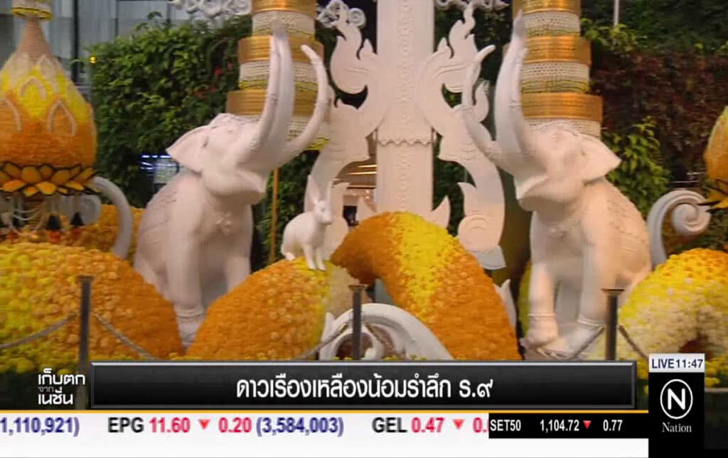 ดาวเรืองเหลืองน้อมรำลึก ร.9