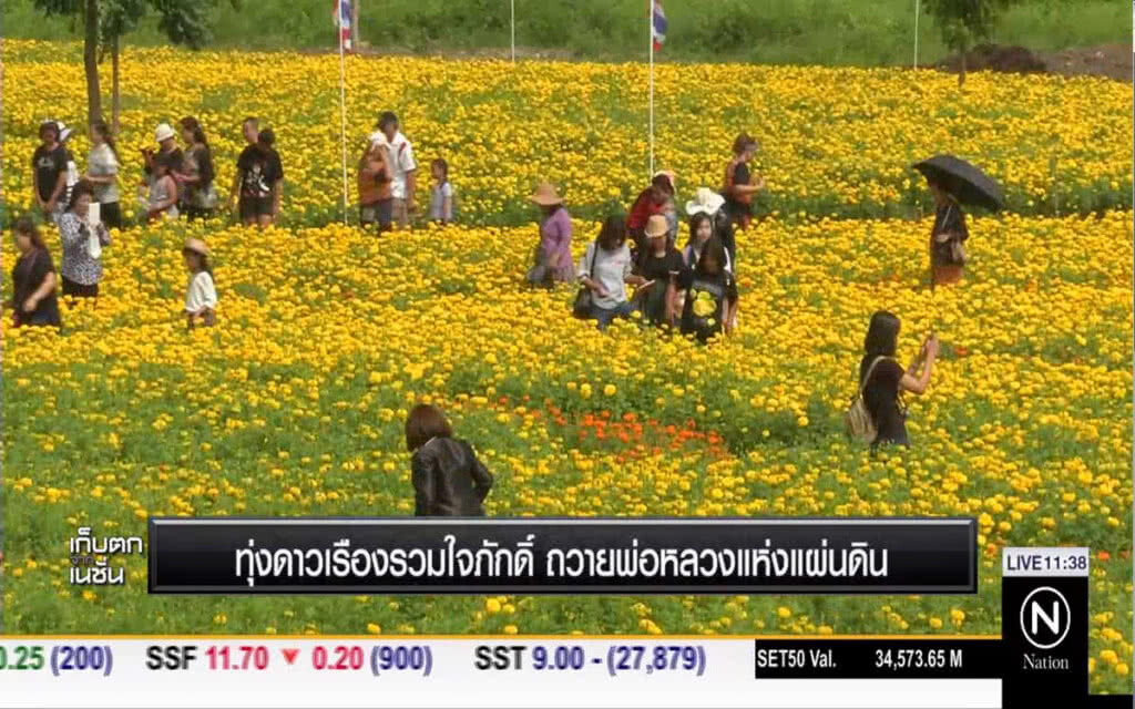 ทุ่งดาวเรืองรวมใจภักดิ์ ถวายพ่อหลวงแห่งแผ่นดิน