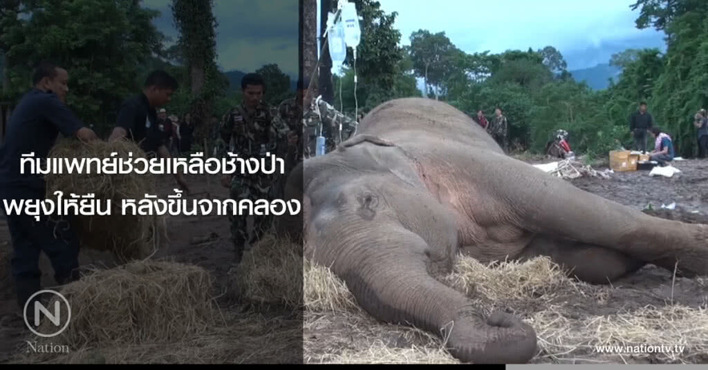 ทีมแพทย์ช่วยเหลือช้างป่า
พยุงให้ยืน หลังขึ้นจากคลอง