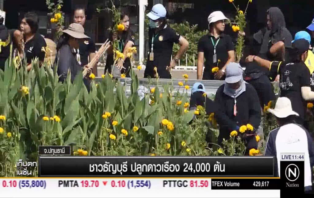 ชาวธัญบุรี ปลูกดาวเรือง 24,000 ต้น ชาวธัญบุรี ปลูกดาวเรือง 24,000 ต้น