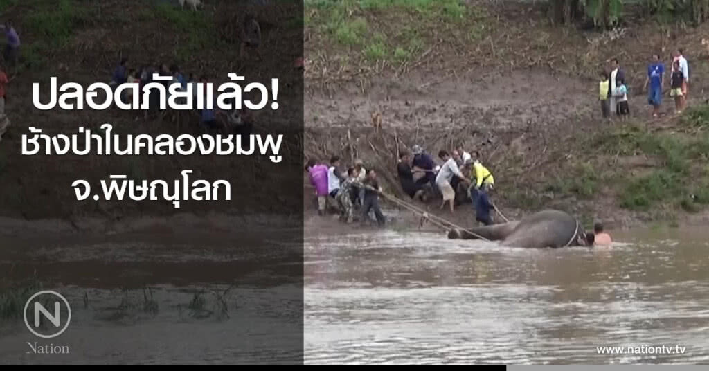 ปลอดภัยแล้ว! ช้างป่าในคลองชมพู จ.พิษณุโลก