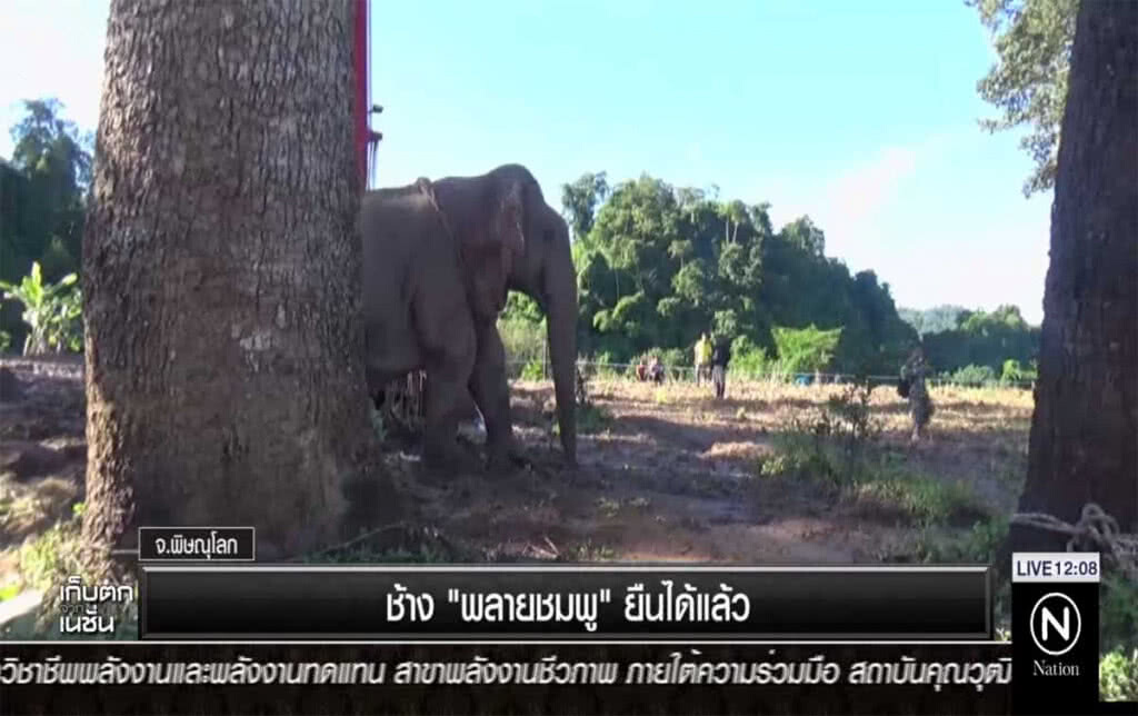 ช้าง "พลายชมพู" ยืนได้แล้ว ช้าง "พลายชมพู" ยืนได้แล้ว