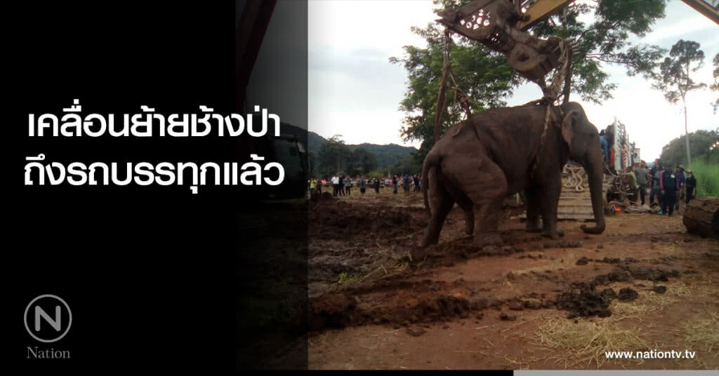 เคลื่อนย้ายช้างป่าถึงรถบรรทุกแล้ว เคลื่อนย้ายช้างป่าถึงรถบรรทุกแล้ว
