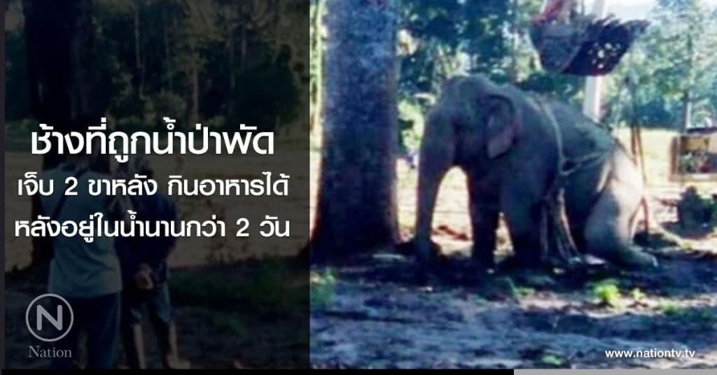 ช้างที่ถูกน้ำป่าพัด
เจ็บ 2 ขาหลัง กินอาหารได้
หลังอยู่ในน้ำนานกว่า 2 วัน ช้างที่ถูกน้ำป่าพัด
เจ็บ 2 ขาหลัง กินอาหารได้
หลังอยู่ในน้ำนานกว่า 2 วัน