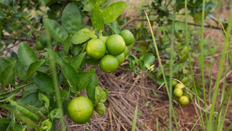ลุงแสวงผู้มั่งคั่ง(ความสุข) ด้วย "ศาสตร์พระราชา"