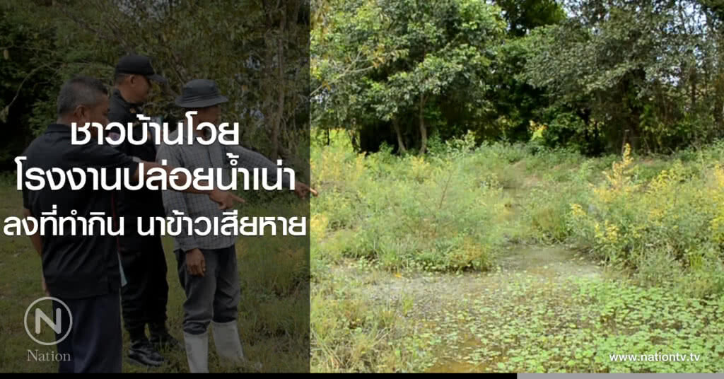 ชาวบ้านโวย
โรงงานปล่อยน้ำเน่า
ลงที่ทำกิน นาข้าวเสียหาย