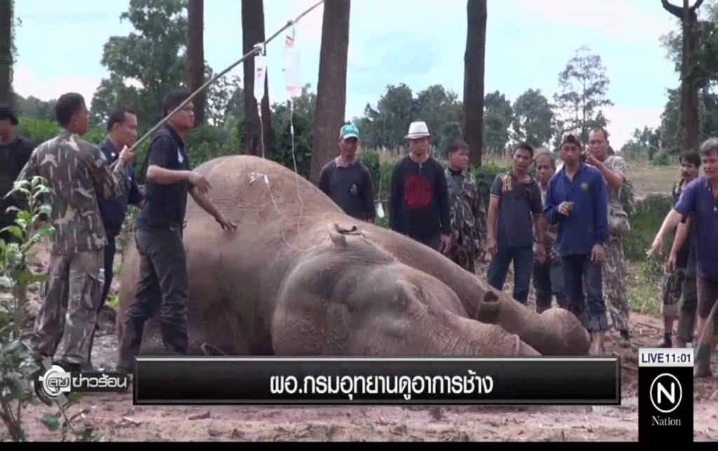 ผอ.กรมอุทยานดูอาการช้าง