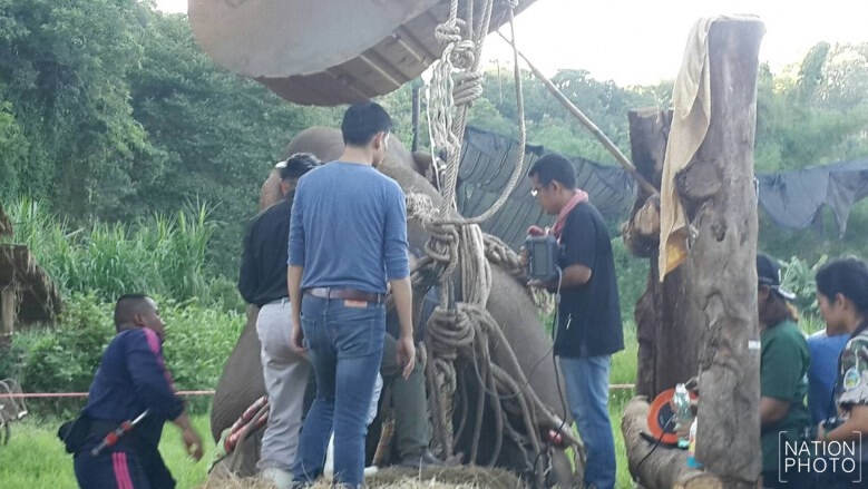 อัลตร้าซาวด์ ‘ช้างป่า’ ไขสันหลังที่เอวอักเสบ