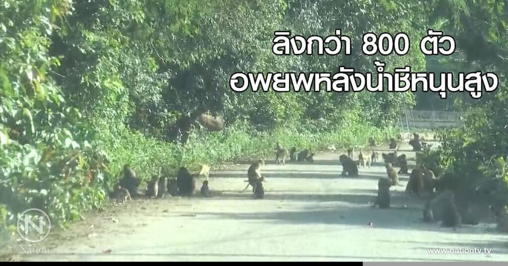 ลิงกว่า 800 ตัว อพยพหลังน้ำชีหนุนสูง ลิงกว่า 800 ตัว อพยพหลังน้ำชีหนุนสูง