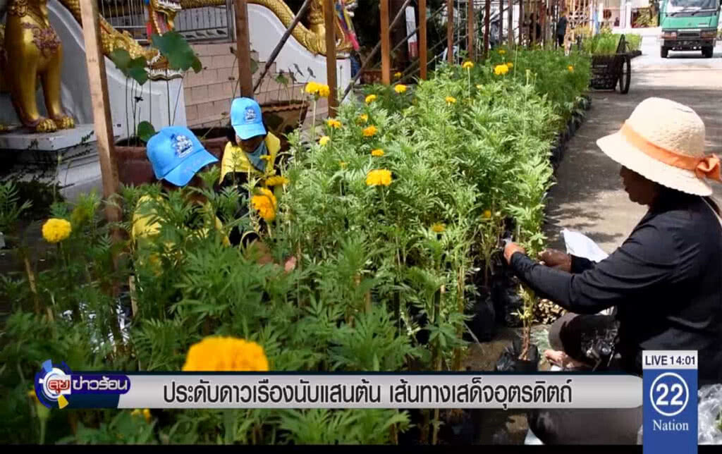 ประดับดาวเรืองนับแสนต้น เส้นทางเสด็จอุตรดิตถ์ ประดับดาวเรืองนับแสนต้น เส้นทางเสด็จอุตรดิตถ์