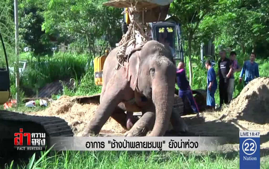 อาการ "ช้างป่าพลายชมพู" ยังน่าห่วง