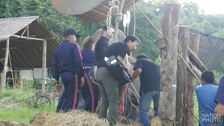 อัลตร้าซาวด์ ‘ช้างป่า’ ไขสันหลังที่เอวอักเสบ