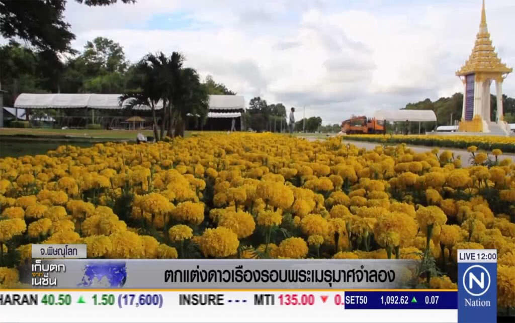 ตกแต่งดาวเรือง รอบพระเมรุมาศจำลอง ตกแต่งดาวเรือง รอบพระเมรุมาศจำลอง