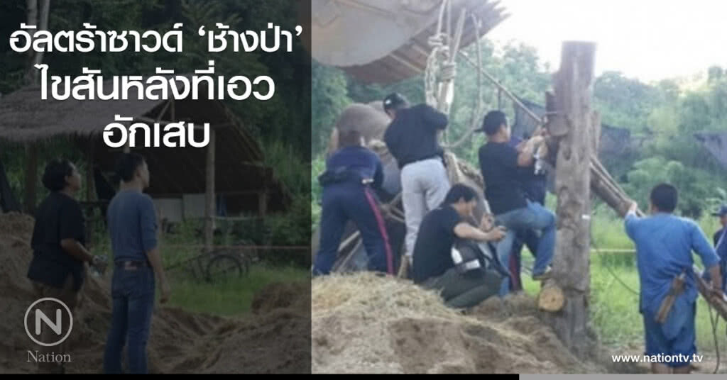 อัลตร้าซาวด์ ‘ช้างป่า’ ไขสันหลังที่เอวอักเสบ อัลตร้าซาวด์ ‘ช้างป่า’ ไขสันหลังที่เอวอักเสบ
