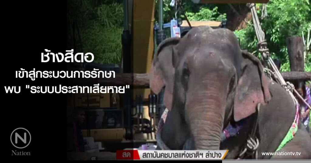 ช้างสีดอ เข้าสู่กระบวนการรักษา พบ "ระบบประสาทเสียหาย"