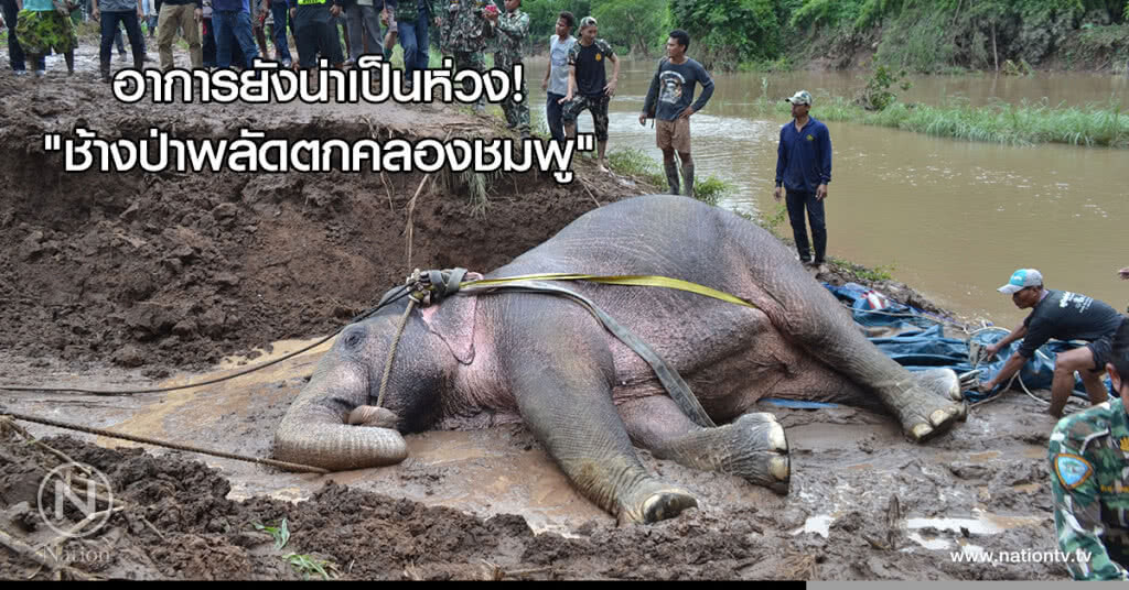 อาการยังน่าเป็นห่วง! "ช้างป่าพลัดตกคลองชมพู"