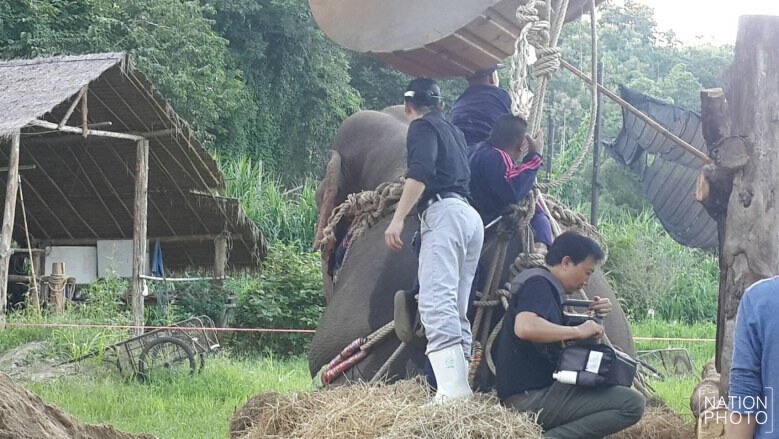 อัลตร้าซาวด์ ‘ช้างป่า’ ไขสันหลังที่เอวอักเสบ