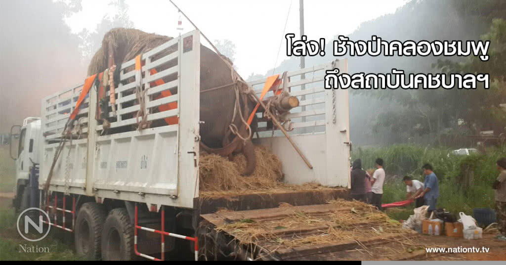 โล่ง! ช้างป่าคลองชมพูถึงสถาบันคชบาลฯ โล่ง! ช้างป่าคลองชมพูถึงสถาบันคชบาลฯ
