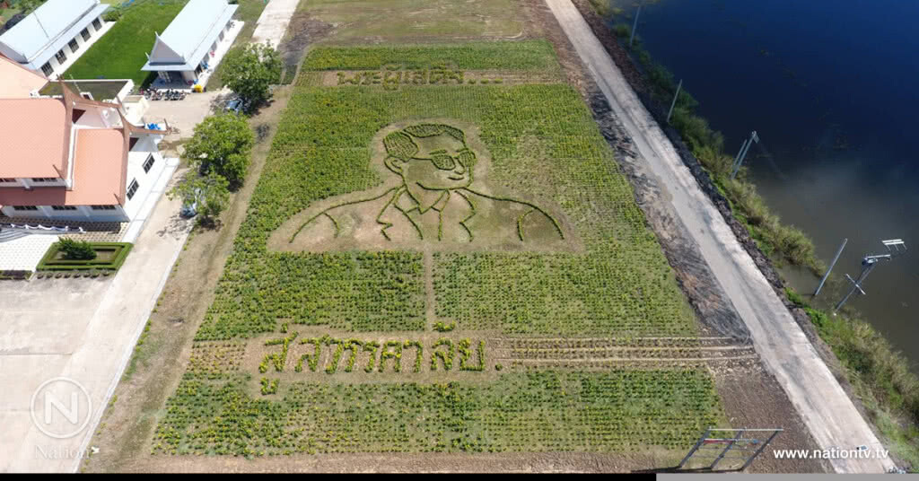 ดาวเรือง ออกดอกเหลืองอร่าม รูปในหลวง ร.9