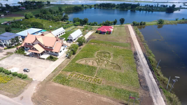 ดาวเรือง ออกดอกเหลืองอร่าม รูปในหลวง ร.9