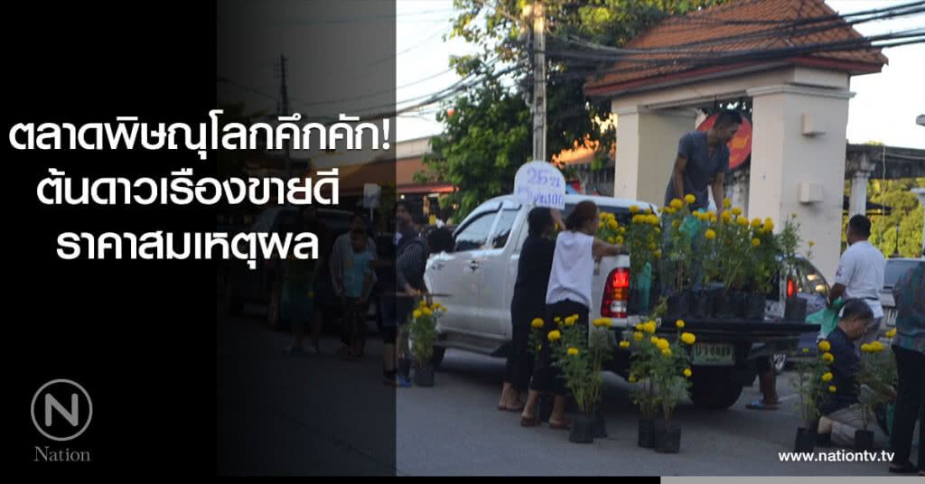 ตลาดพิษณุโลกคึกคัก! ต้นดาวเรืองขายดี ราคาสมเหตุผล ตลาดพิษณุโลกคึกคัก! ต้นดาวเรืองขายดี ราคาสมเหตุผล