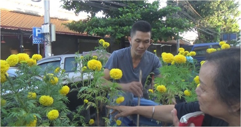 ตลาดพิษณุโลกคึกคัก! ต้นดาวเรืองขายดี ราคาสมเหตุผล
